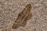 Hypomecis punctinalis
