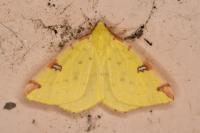Opisthograptis luteolata