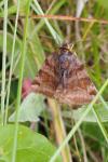 Euclidia glyphica