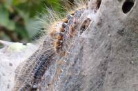 Eriogaster lanestris