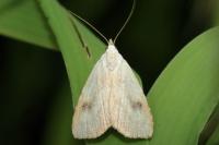 Rivula sericealis