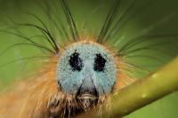 Malacosoma neustria