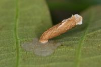Coleophora flavipennella
