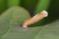 Coleophora flavipennella