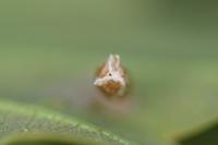 Coleophora flavipennella