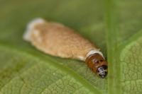 Coleophora flavipennella