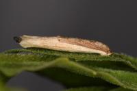 Coleophora follicularis