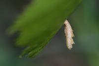 Coleophora serratella