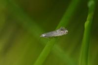 Glyphipterix thrasonella