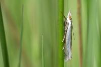 Crambus pascuella