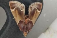 Pyralis farinalis