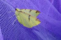 Opisthograptis luteolata