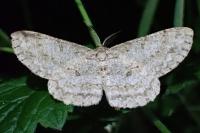 Hypomecis punctinalis