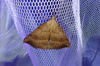 Hypena proboscidalis