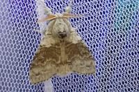 Calliteara pudibunda