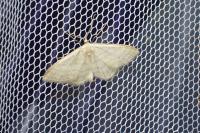 Idaea subsericeata