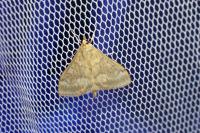 Ostrinia nubilalis/scapulalis