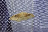 Idaea degeneraria