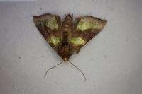 Diachrysia chrysitis