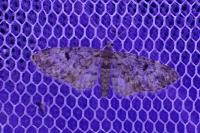 Eupithecia tantillaria