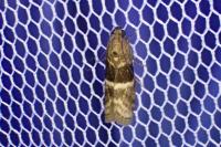 Elegia atrifasciella