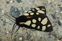 Arctia villica