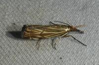 Chrysocramboides craterellus