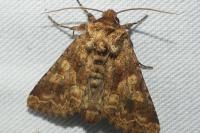 Conisania luteago