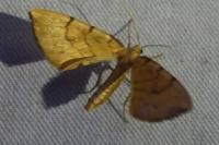 Gandaritis pyraliata
