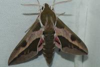 Hyles euphorbiae