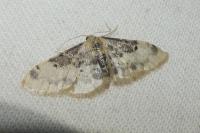 Idaea filicata