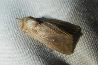 Mythimna unipuncta