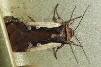 Ochropleura plecta