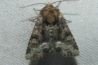 Oligia strigilis