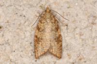 Aleimma loeflingiana