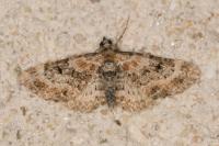 Eupithecia pulchellata