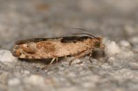 Crocidosema plebejana