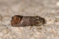 Cydia pomonella