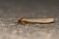 Eilema caniola