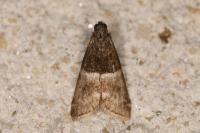 Elegia similella