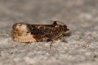 Hedya nubiferana