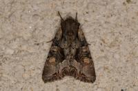 Lacanobia w-latinum