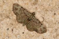 Pasiphila rectangulata