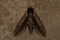 Sphinx ligustri
