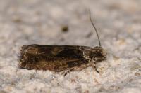 Zeiraphera isertana