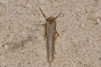 Eilema caniola