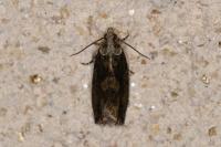 Zeiraphera isertana