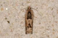 Crocidosema plebejana