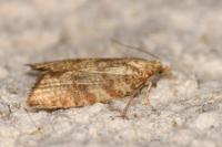 Aleimma loeflingiana