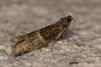 Elegia similella